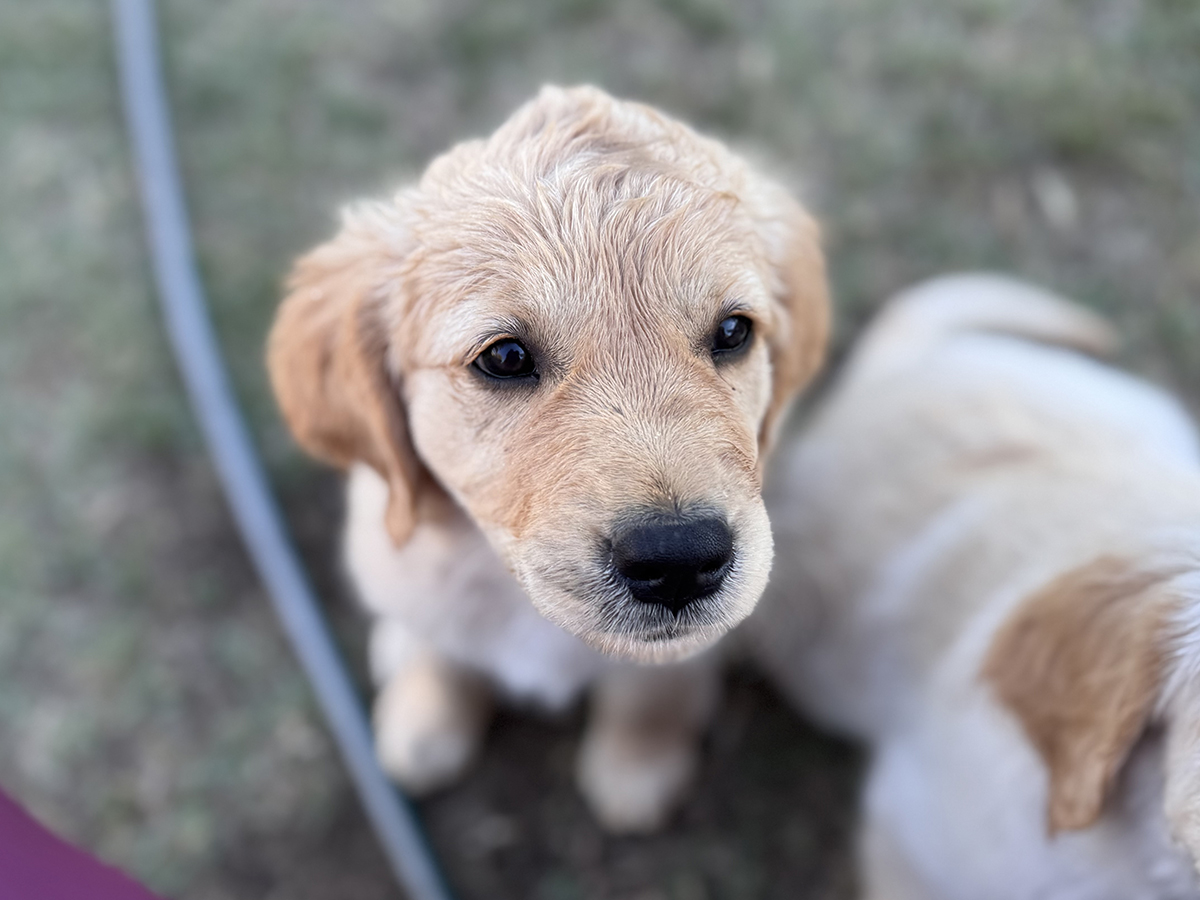 Hope of a Glorious Day